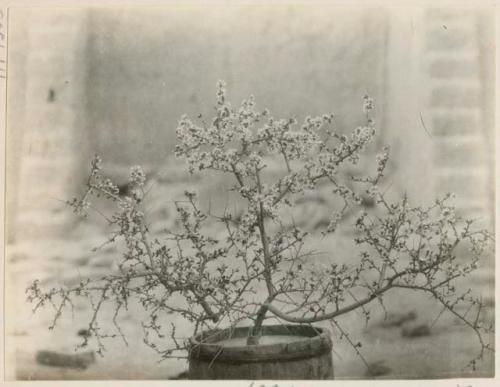 Potted flowering peach tree