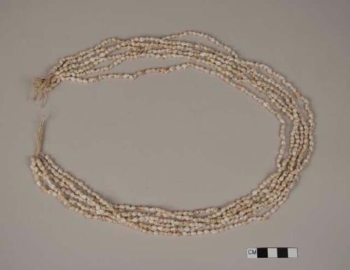 Necklace, shells on cotton thread