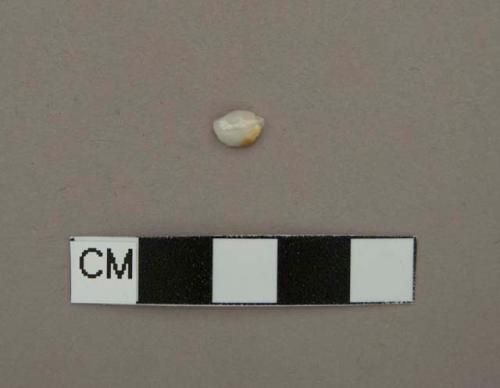 Tooth fragment