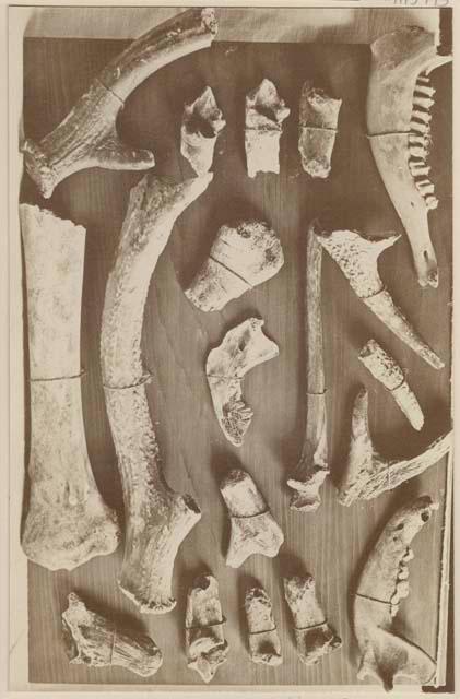 Bone implements from shell mound