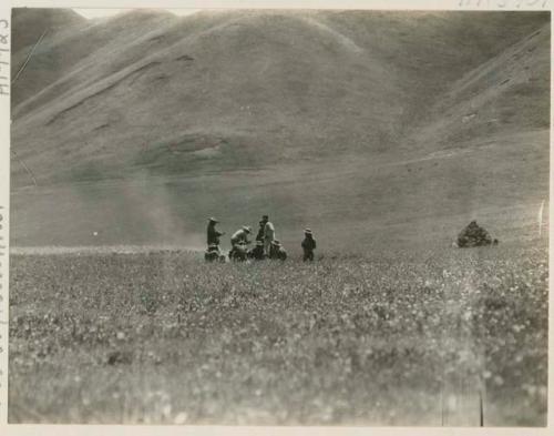 Mule drivers and mules resting in the grasslands