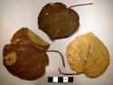 Leaves and wood of Mahaura tree