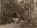 Forest road scene with people and double bullock carts