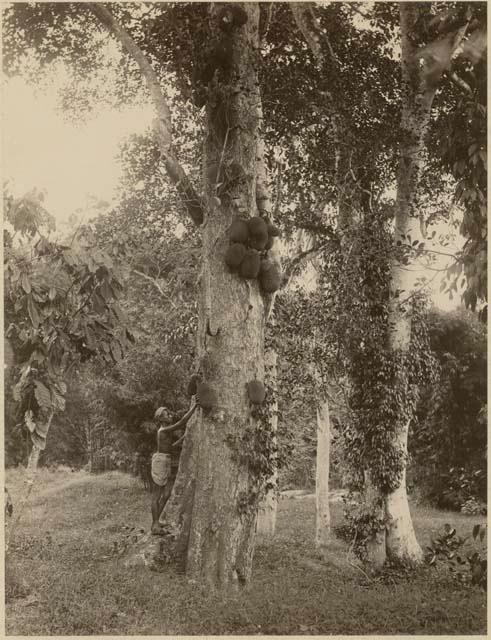 Man picking jackfruit from tree