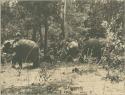 Men riding elephants in forest