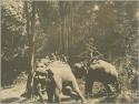 Men riding elephants in forest