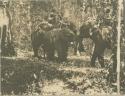 Men on elephants in forest carrying spears