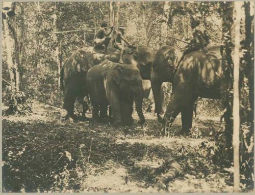 Men on elephants in forest holding speers