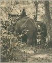 Men on elephants in forest