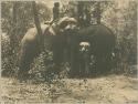 Men on elephants in forest