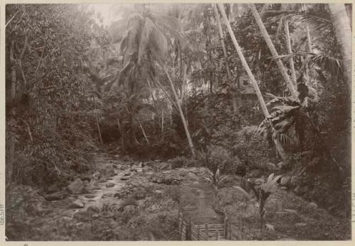 Man standing at stream in the jungle