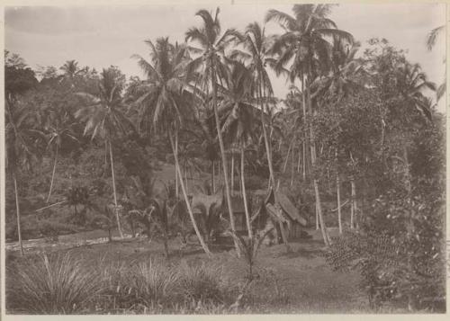 Thatched building among palm trees