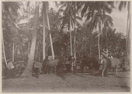 Cows and people among palm trees