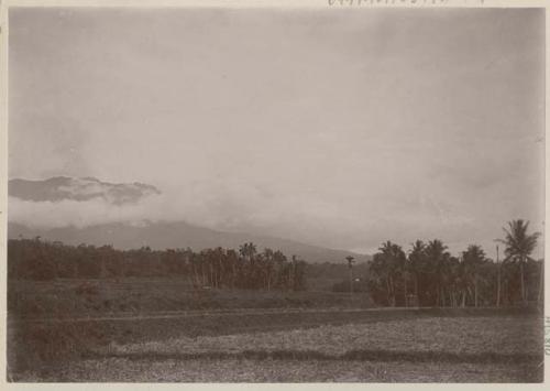 Field with palm trees and roads in the background