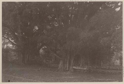 Trees and stone walls