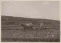 Cow and man ploughing field