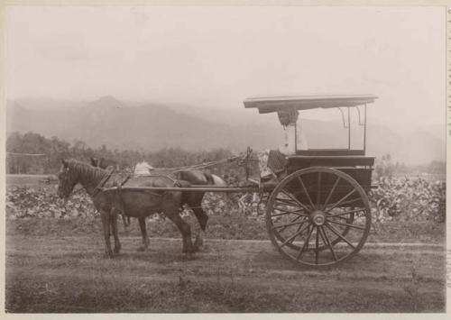 Man in horse-drawn cart