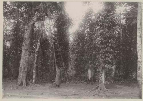 Man standing next to a ladder leaning against a tree