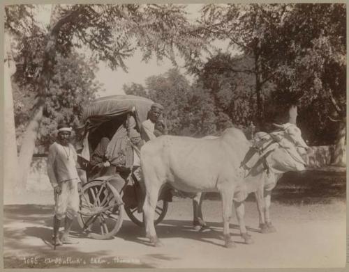 Bullock's ekka