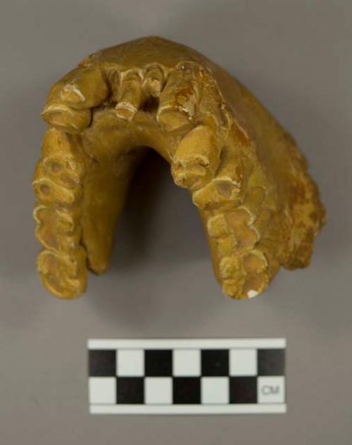 Gigantopithecus blacki