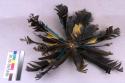 Feathered headdress, large feathers of blue-green, yellow & black with fibre att