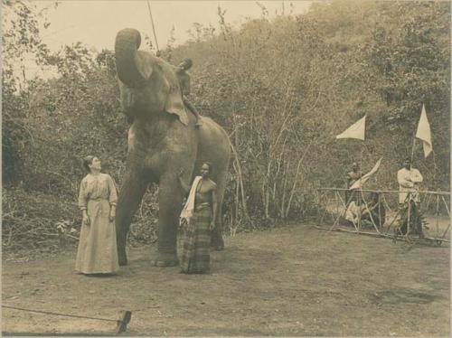 Man on elephant one woman and a few men look on holding white flags