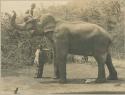 Man sitting on, standing elephant's trunk,  accompanied by man standing