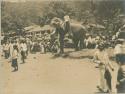 Man on standing elephant's bent knee, while crowd look on