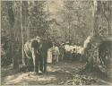 Elephants and men in forest