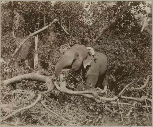 Elephant moving large branch with its trunk, man sitting on its back