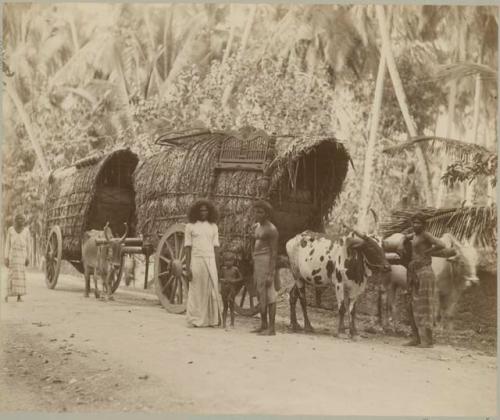 Bullock carts