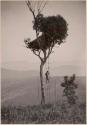 Person climbing a ladder to a structure in a tree