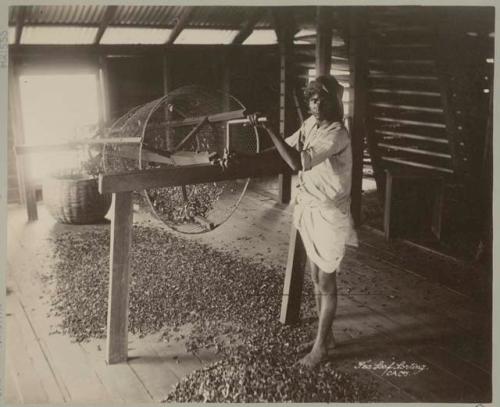 Man sorting tea