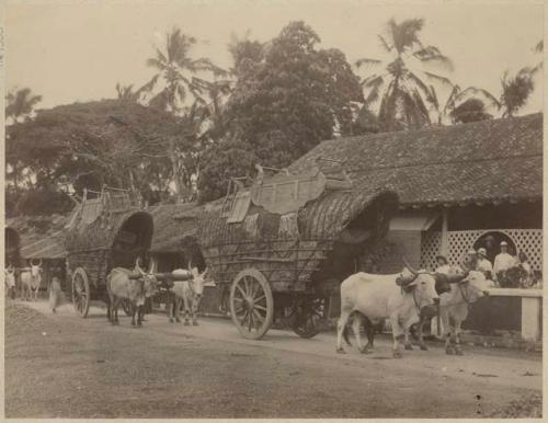 Ox and wagons on street in front of buildings