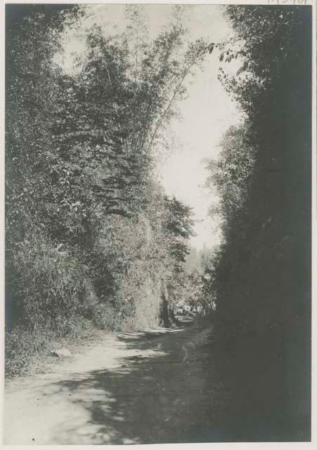 Tree lined dirt road