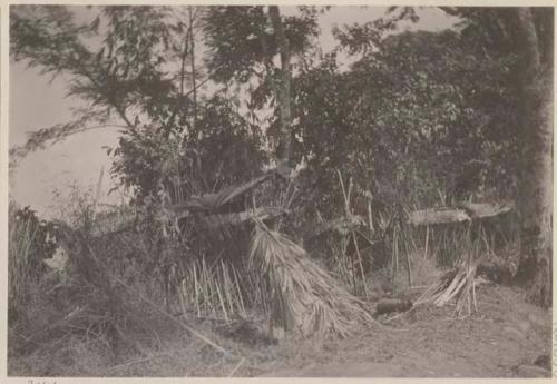 Bamboo structures in wooded area