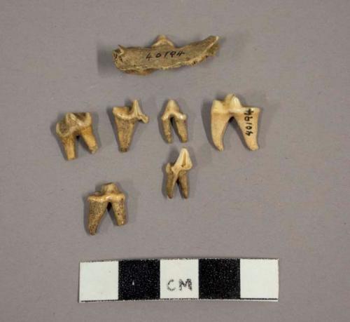 Jaw and teeth of dog