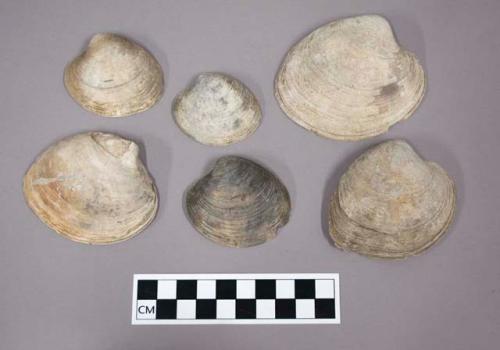 Shells of venus