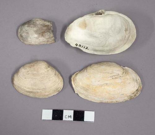 Shells of mya