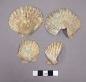 Shells of pectem