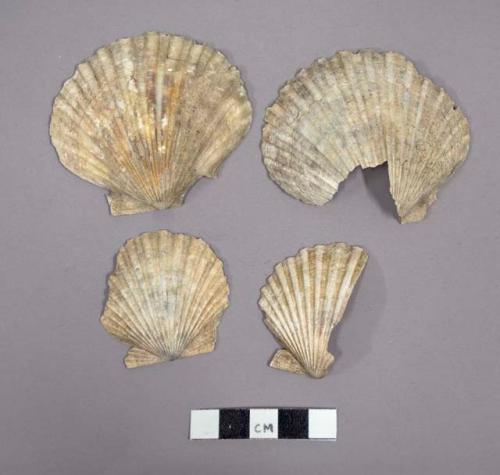 Shells of pectem