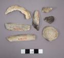 Shells, fragments, five species