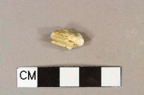 Unidentiified mammal tooth fragment, likely ungulate