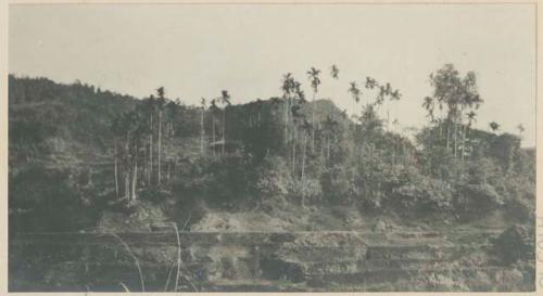 Grove of Betel-nut trees in Pueblo of Kurug