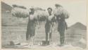 Three men carrying rice from fields in harvest time
