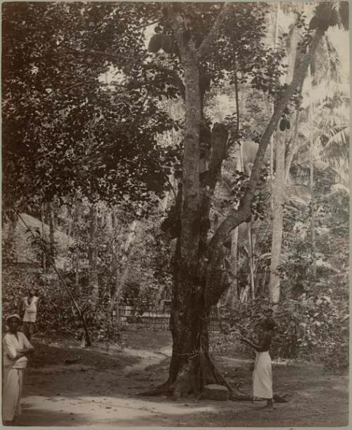 Men harvesting jackfruit