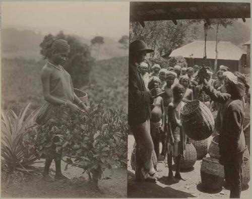 Two scenes; woman picking tea and group weighing tea