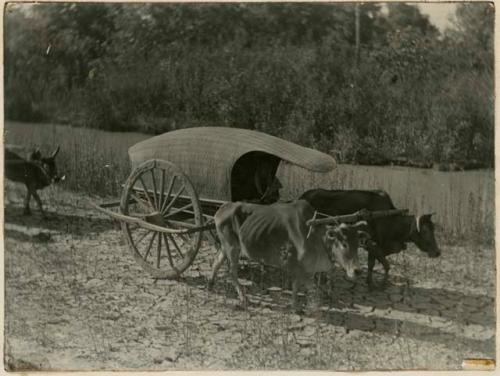 Bullock cart