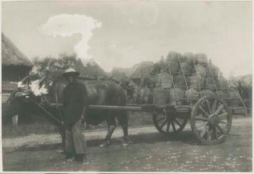 Man and carabao with wagon of baskets