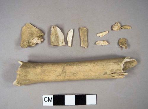 Animal bone fragments, including one long bone; fragments likely crossmend